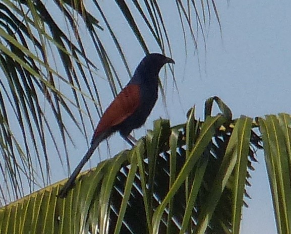 Greater Coucal - Suzanne Cholette