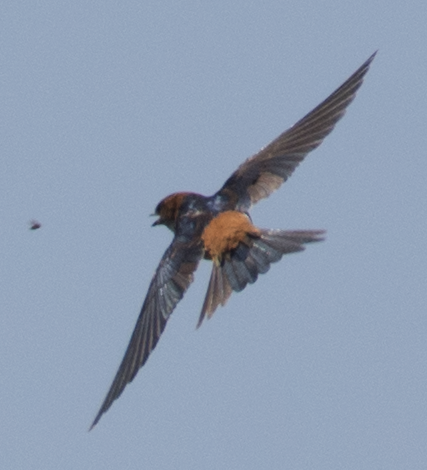 Red-rumped Swallow - Fareed Mohmed