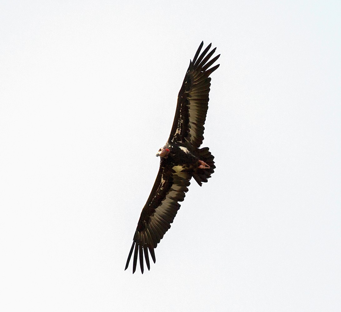 Red-headed Vulture - ML86608201