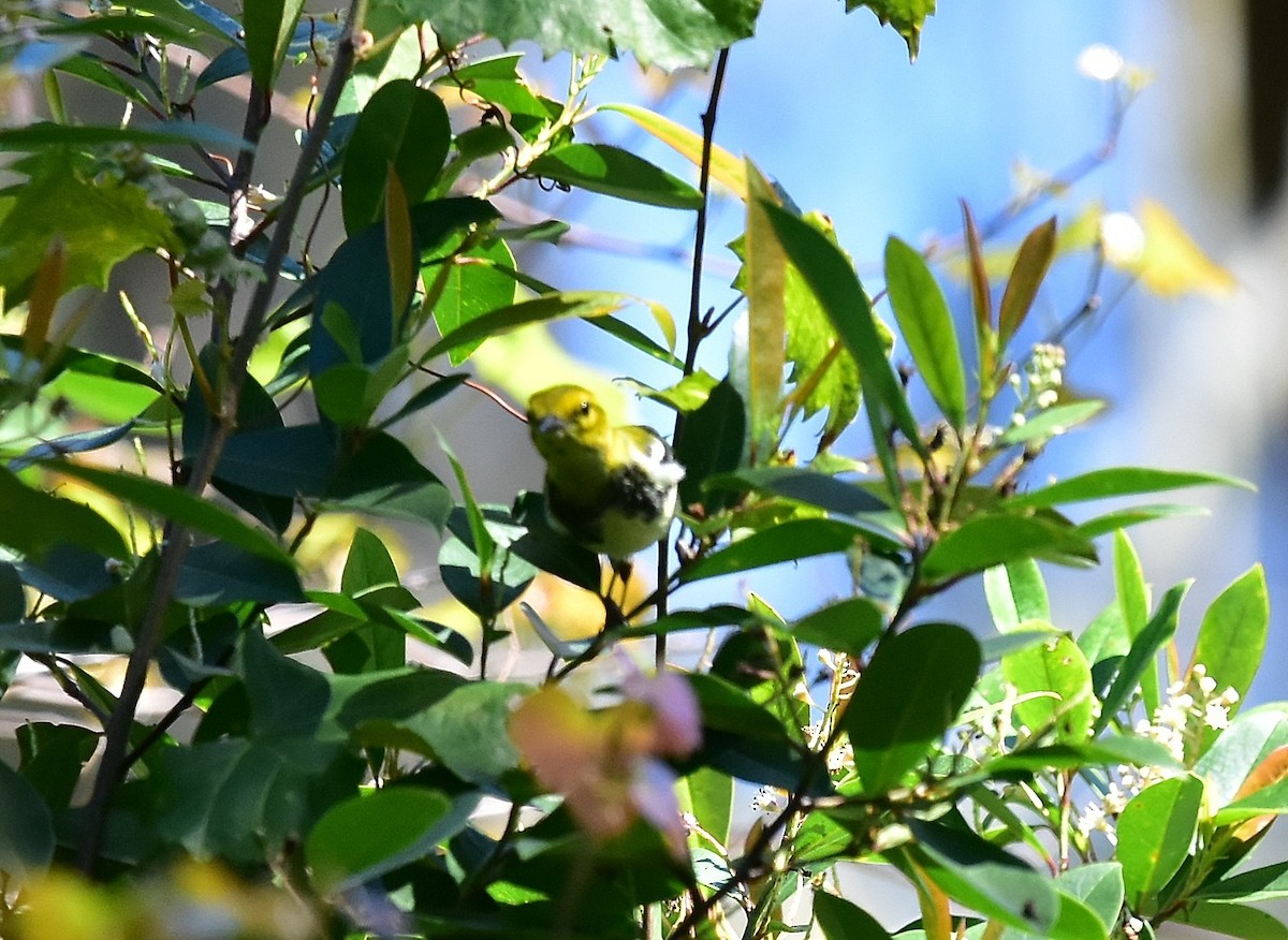 Black-throated Green Warbler - JoAnna Clayton