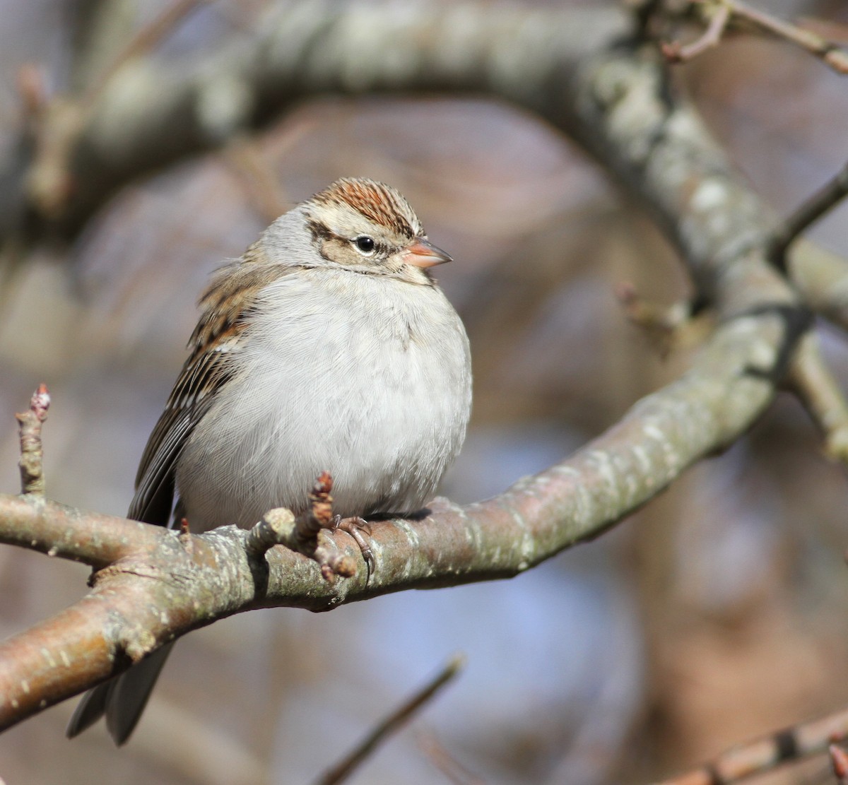 Chipping Sparrow - Andy Eckerson