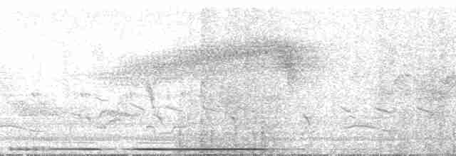 holub bledočelý [skupina verreauxi] - ML86614