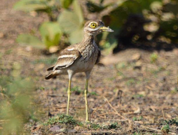 Indian Thick-knee - ML86614961
