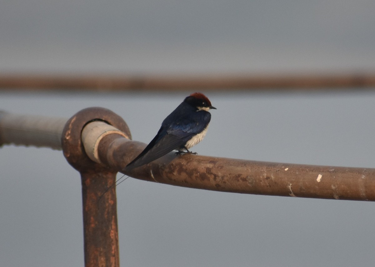 Wire-tailed Swallow - S M  SUNDARAM