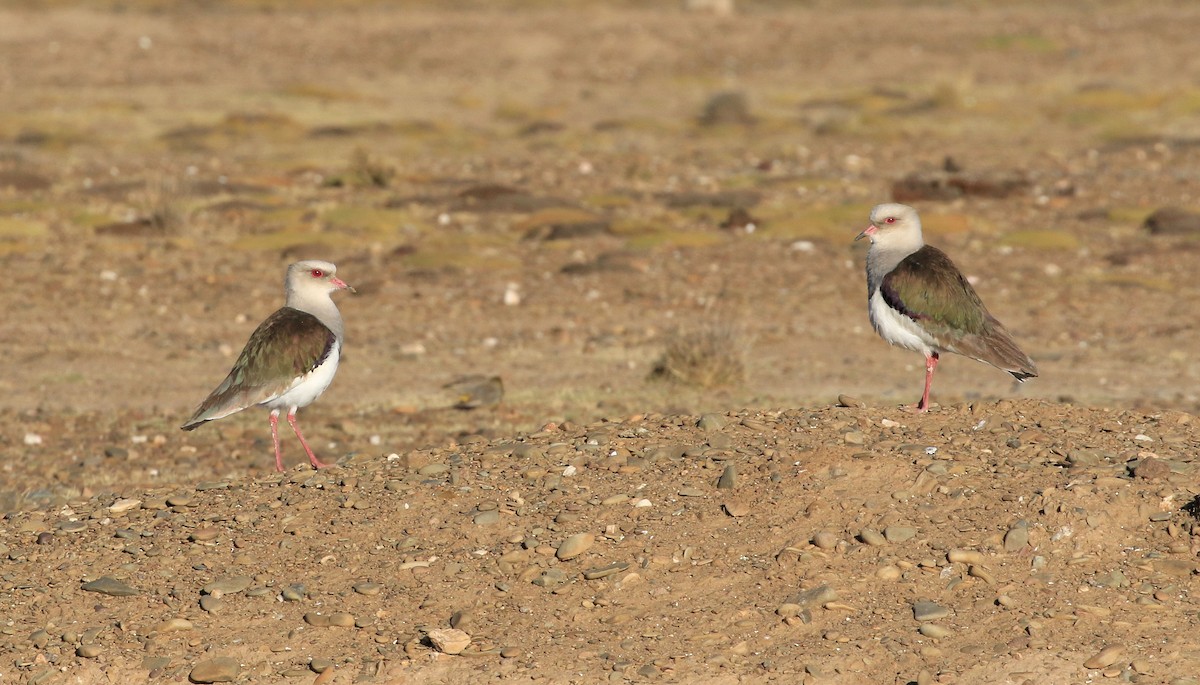 Andean Lapwing - Patrick MONNEY