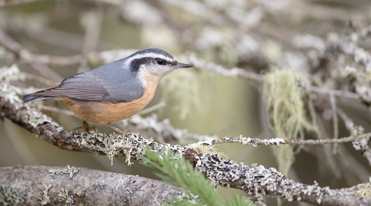 Red-breasted Nuthatch - Ian Davies