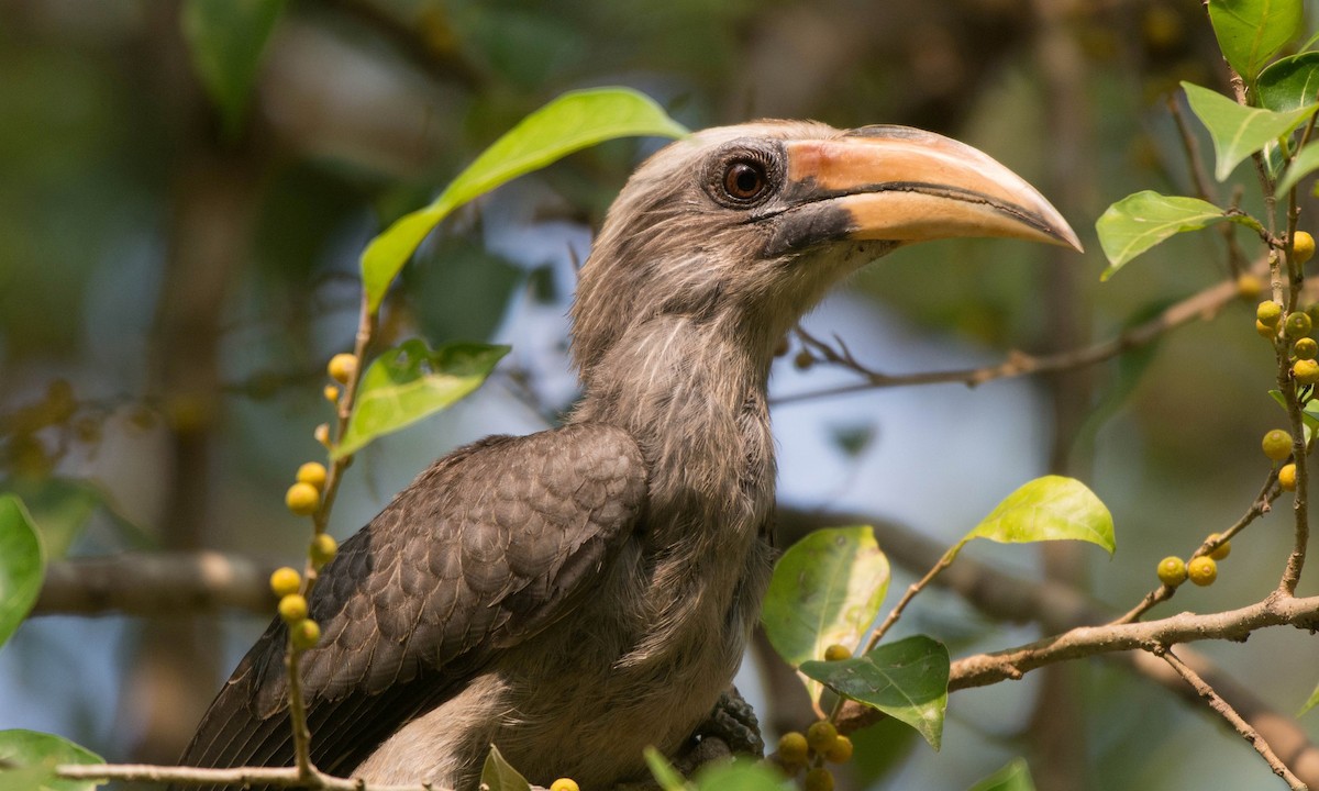 Malabar Gray Hornbill - Mohandas Giriyappa
