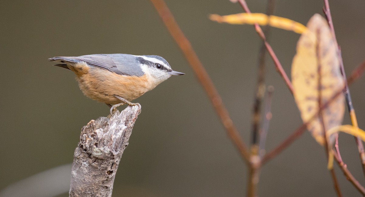 Red-breasted Nuthatch - Ian Davies