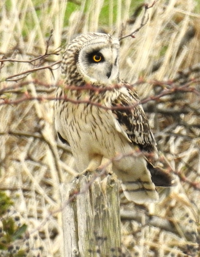 Short-eared Owl - ML86621961