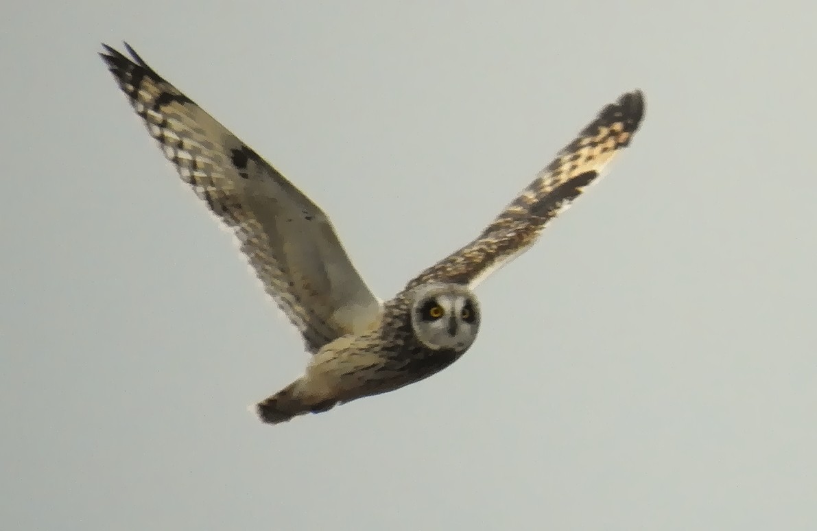 Short-eared Owl - ML86622091