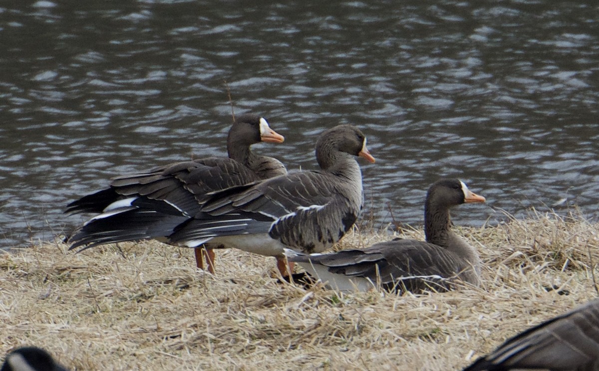 Greater White-fronted Goose - ML86622161