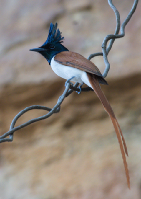 Indian Paradise-Flycatcher - Fareed Mohmed