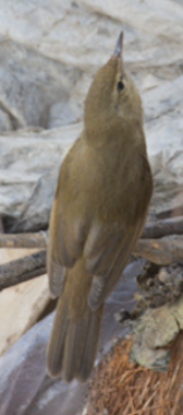 Blyth's Reed Warbler - Fareed Mohmed
