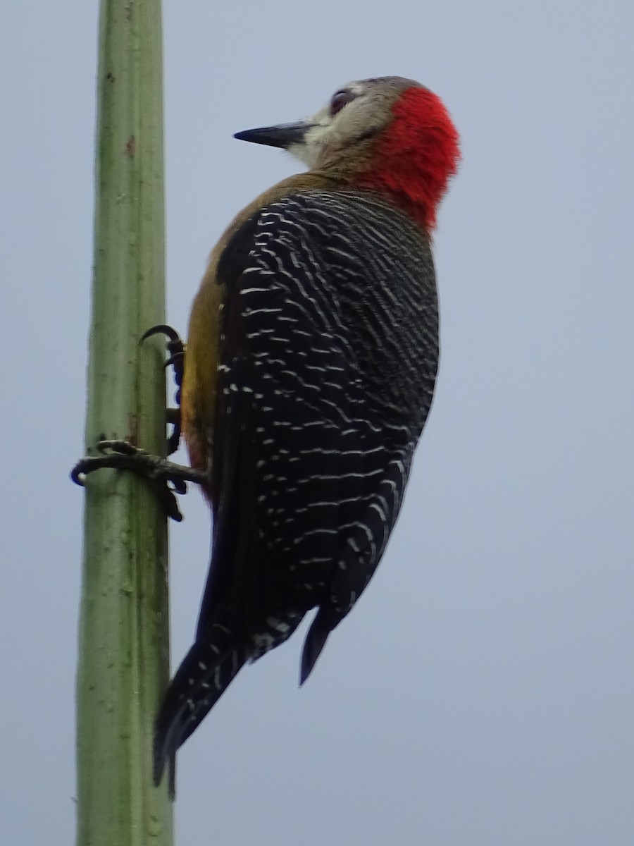 Jamaican Woodpecker - ML86628901