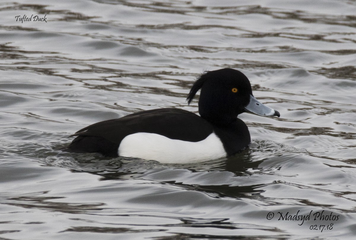 Tufted Duck - ML86635851