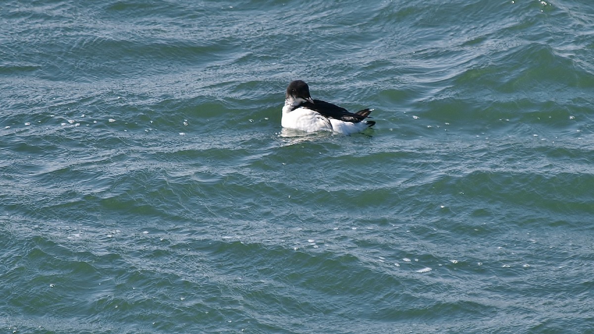 Thick-billed Murre - ML86636321