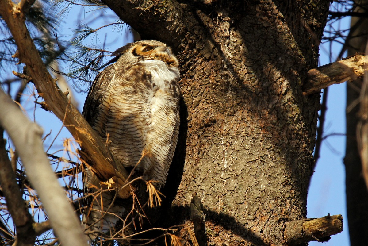 Great Horned Owl - ML86637101