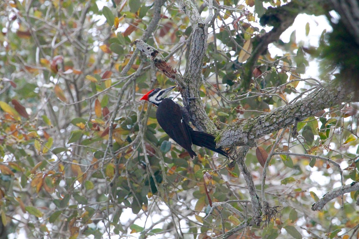 Pileated Woodpecker - Greg Lawrence