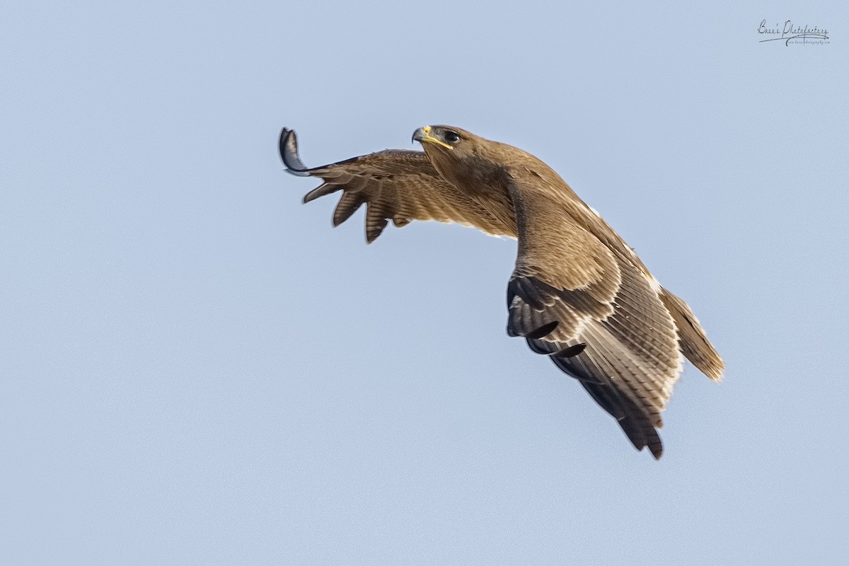 Indian Spotted Eagle - S Basu