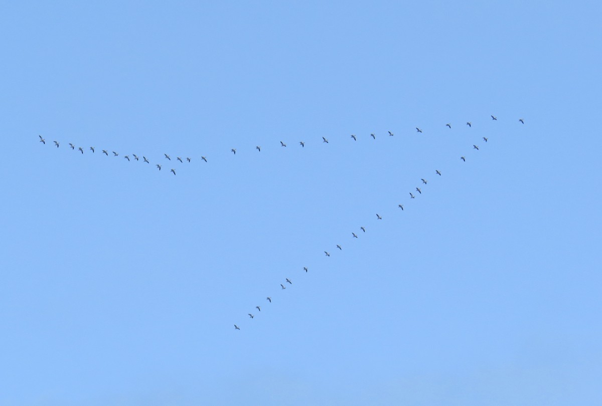 eBird Checklist - 1 Jan 2016 - Fitzpatrick Dr, Fort Edward, NY - 4 species