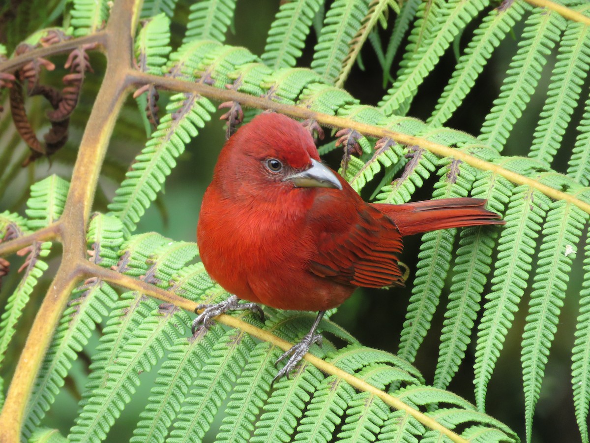 Hepatic Tanager - ML86644661