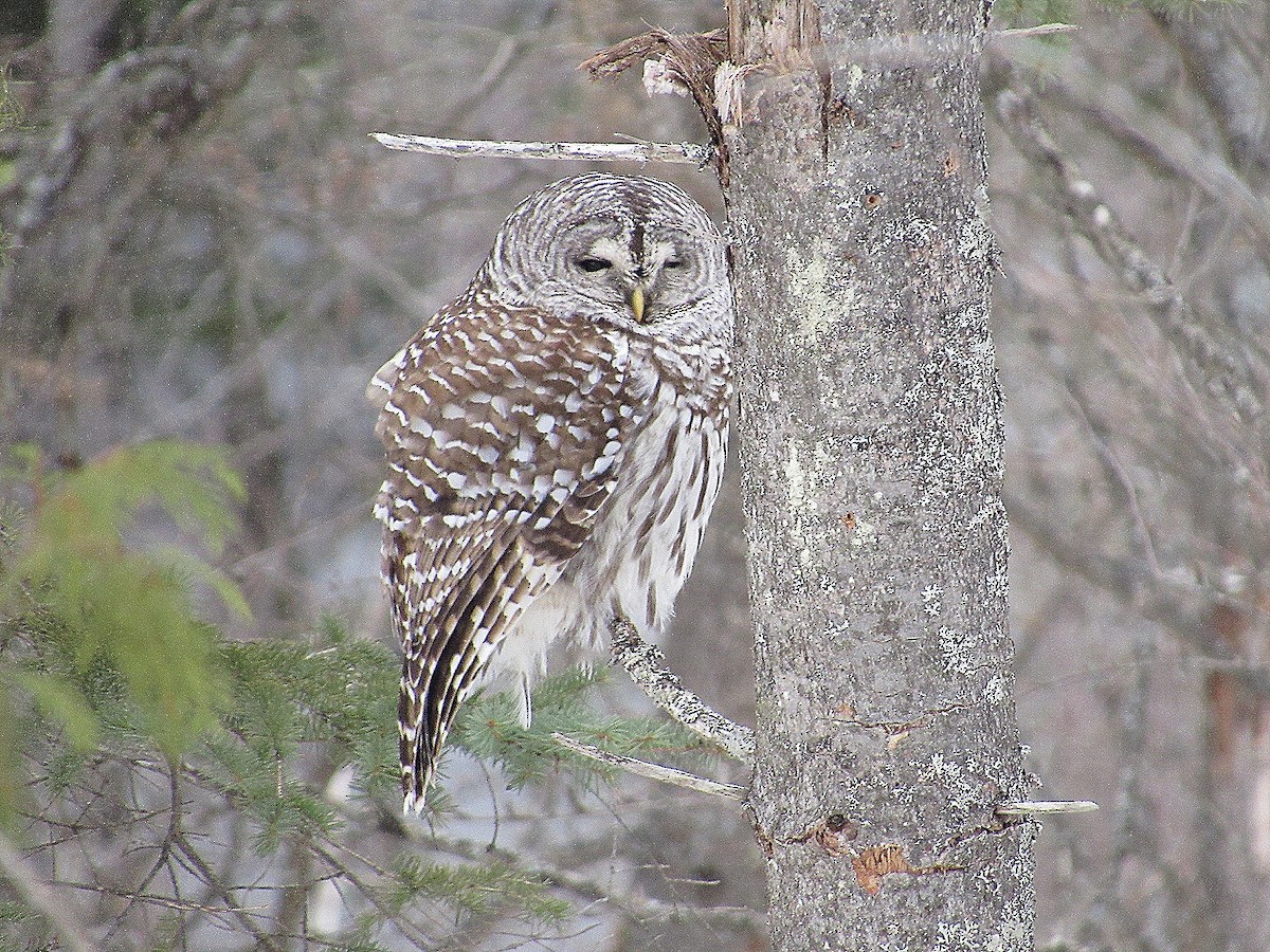 Barred Owl - ML86645941
