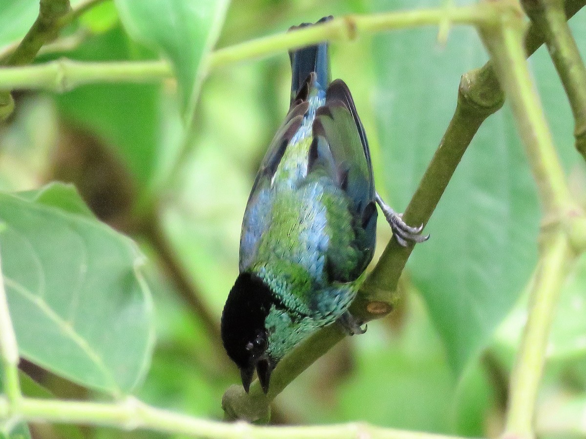 Black-capped Tanager - ML86646001