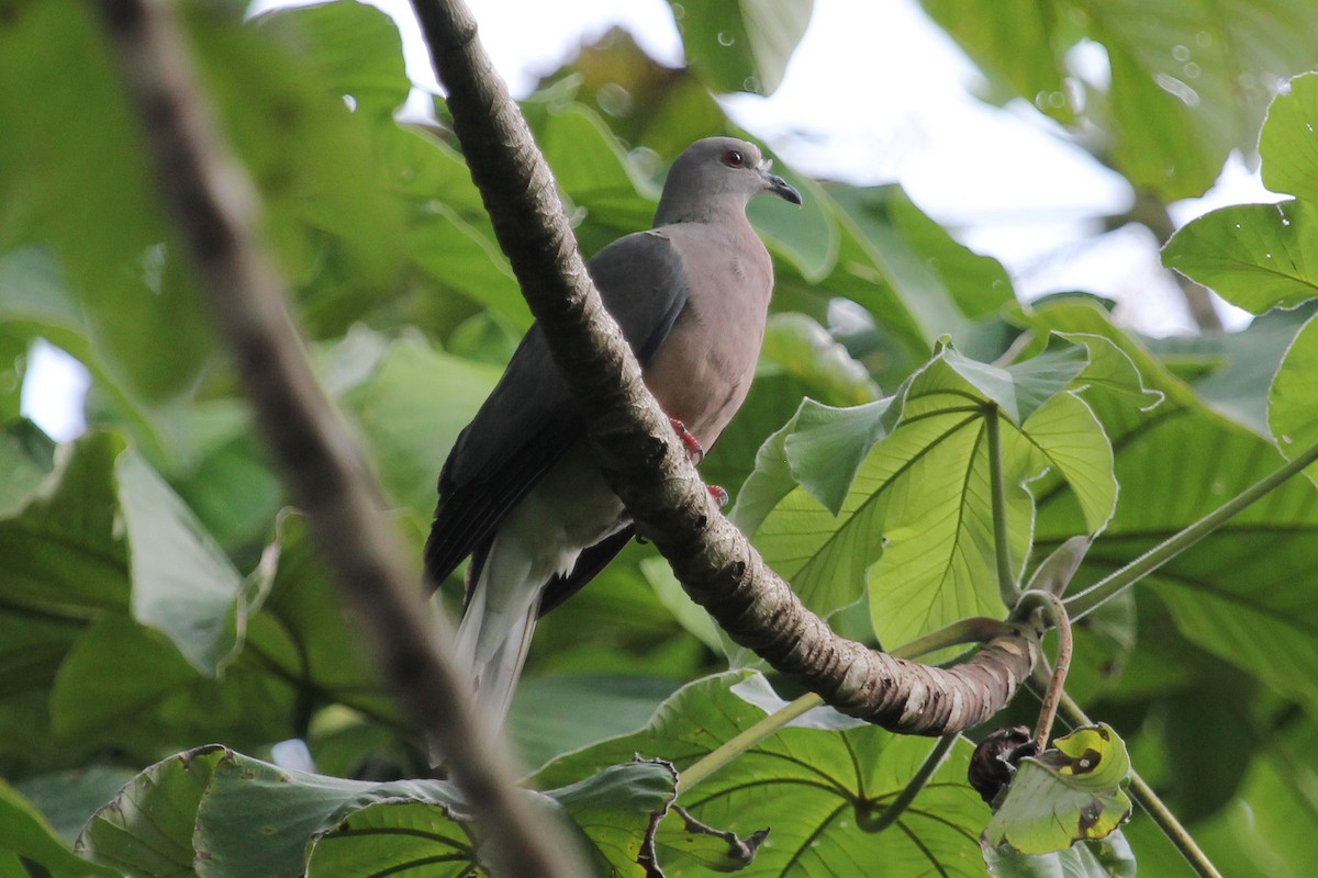 Ring-tailed Pigeon - ML86646671