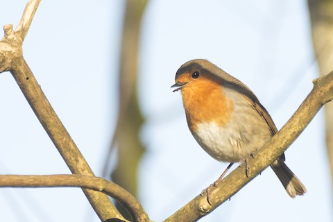 European Robin - eBird