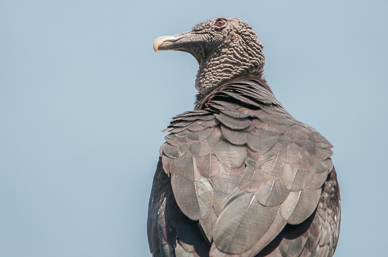 Black Vulture - Juan Miguel Artigas Azas