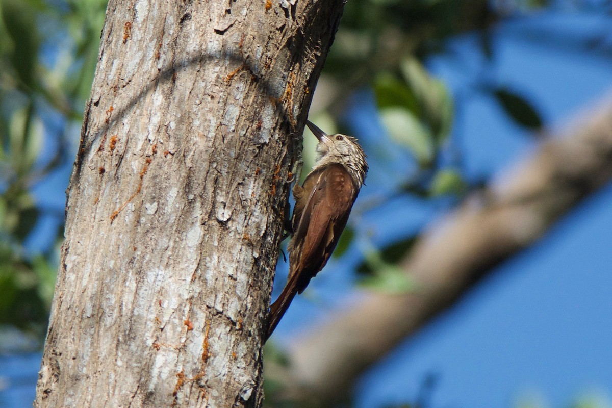 Straight-billed Woodcreeper - Cory Gregory