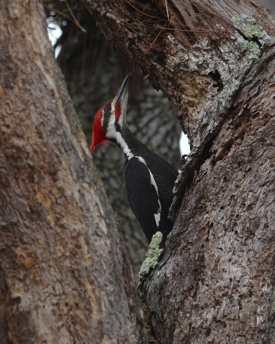 Pileated Woodpecker - Cynthia Elder