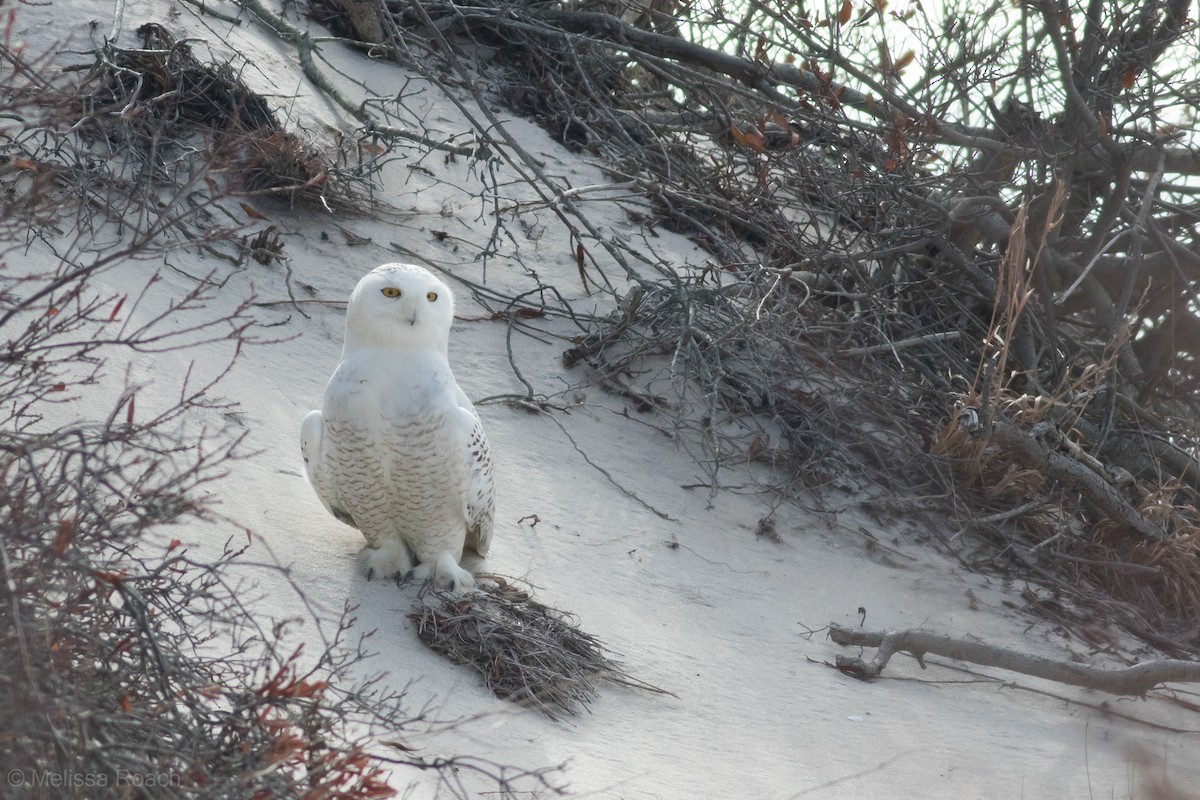 Snowy Owl - ML86660241