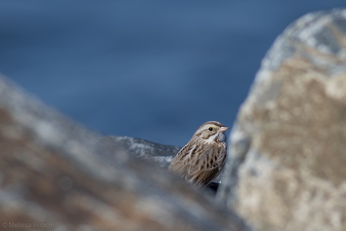 Savannah Sparrow (Ipswich) - ML86660321