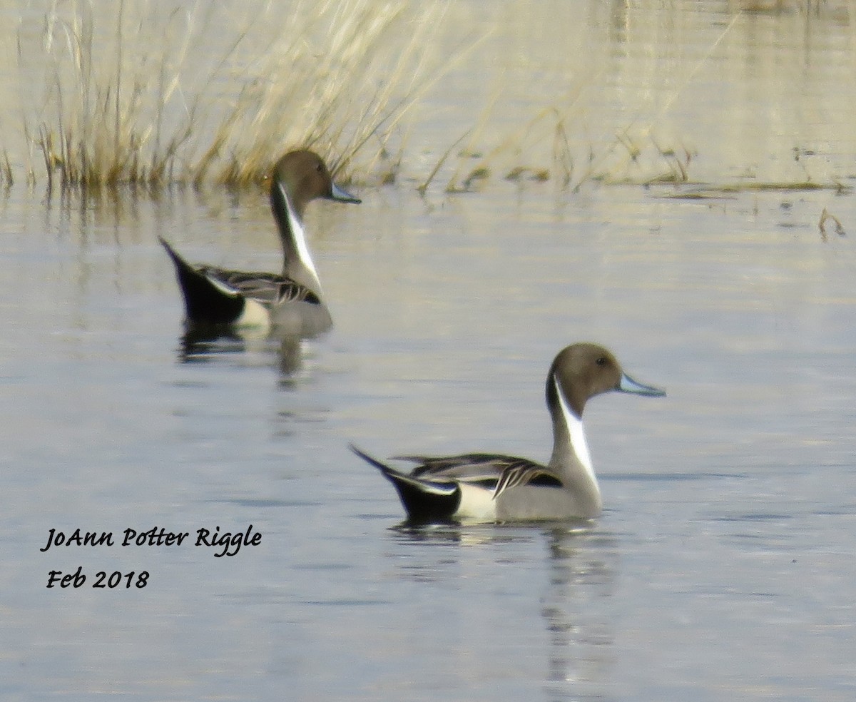 Northern Pintail - JoAnn Potter Riggle 🦤