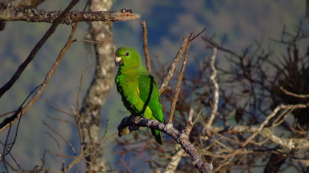 Scaly-naped Parrot - Jorge Muñoz García   CAQUETA BIRDING