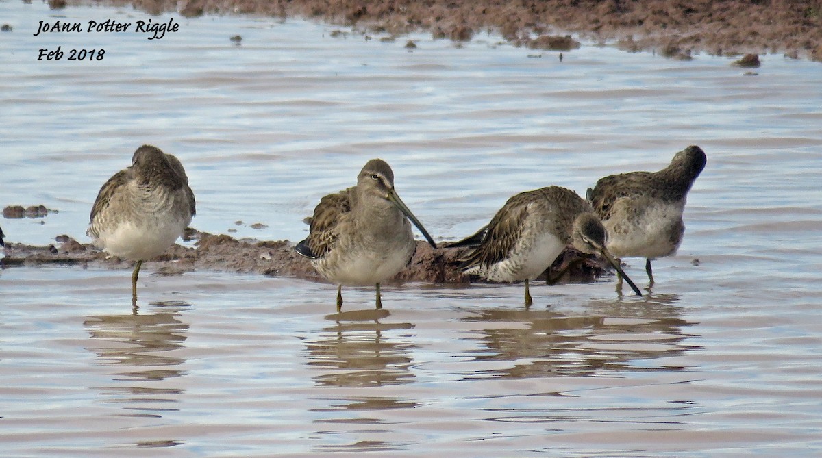 Long-billed Dowitcher - JoAnn Potter Riggle 🦤