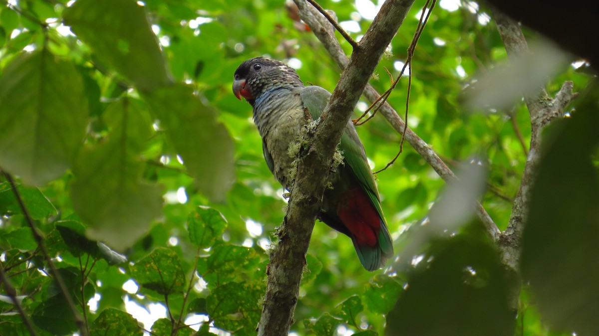 Red-billed Parrot - Jorge Muñoz García   CAQUETA BIRDING