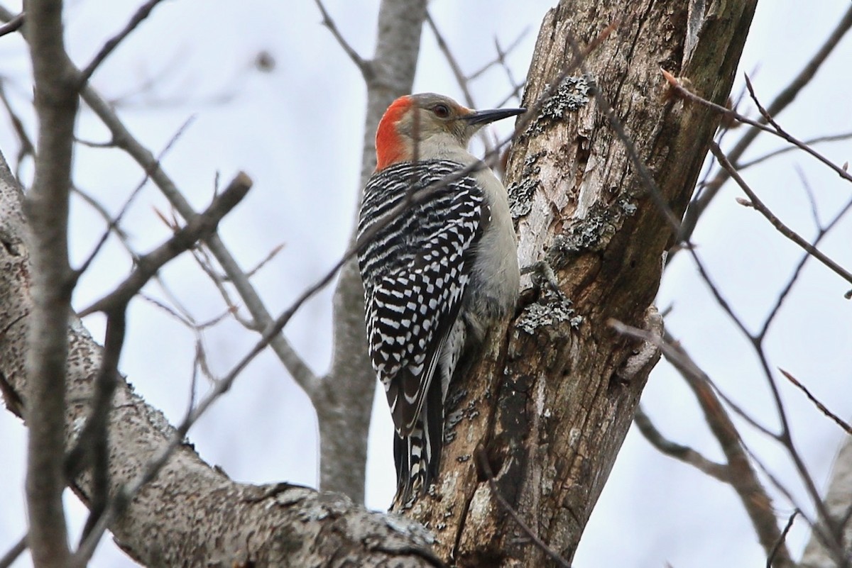 Red-bellied Woodpecker - John King