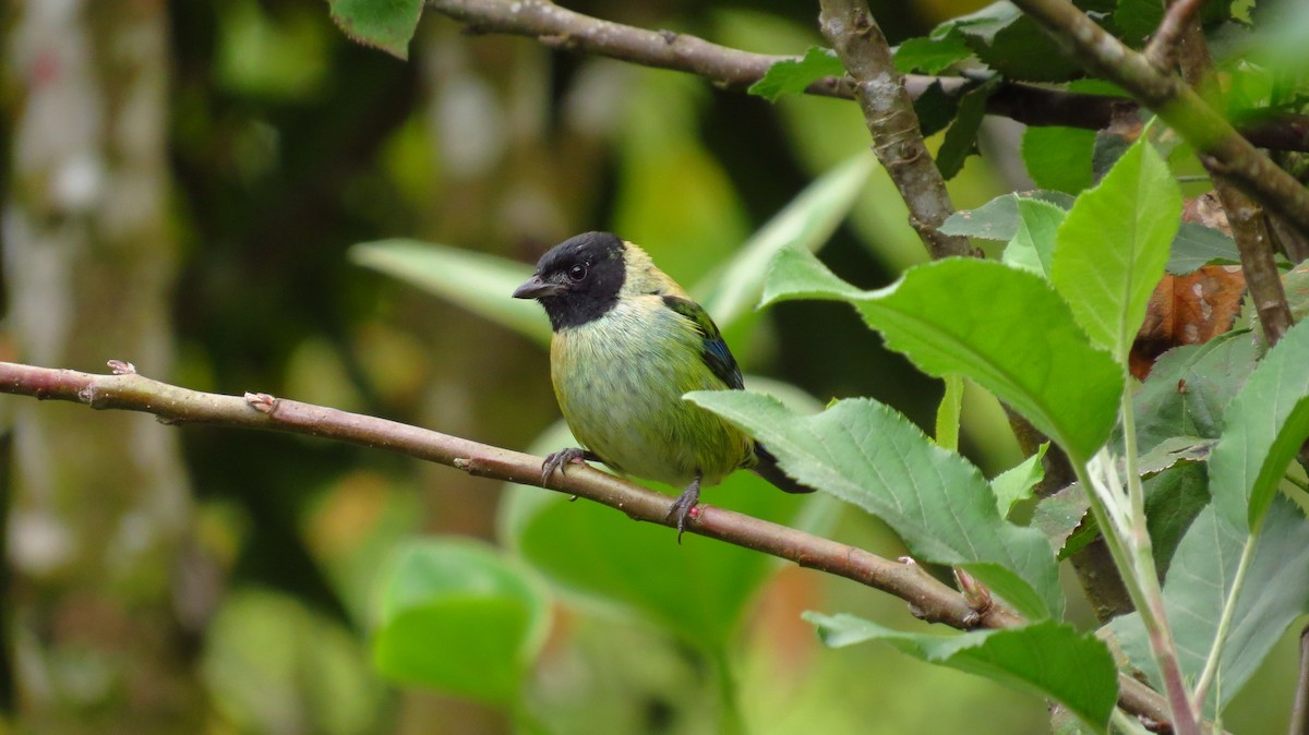 Black-headed Tanager - ML86668151