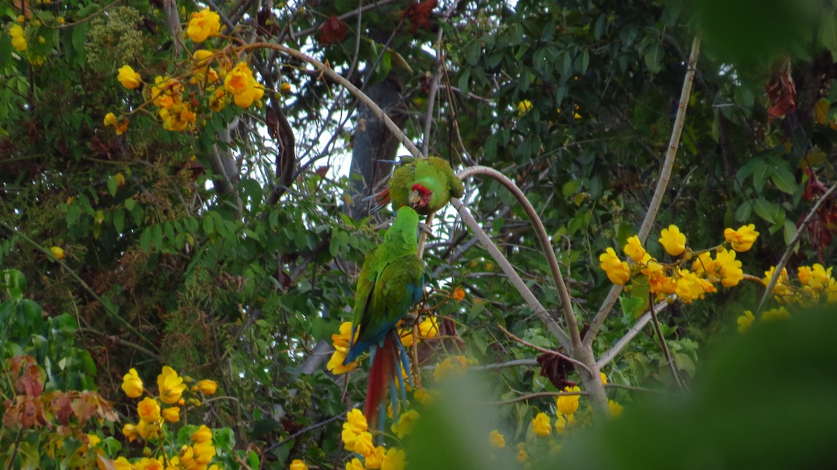 Military Macaw - Jorge Muñoz García   CAQUETA BIRDING