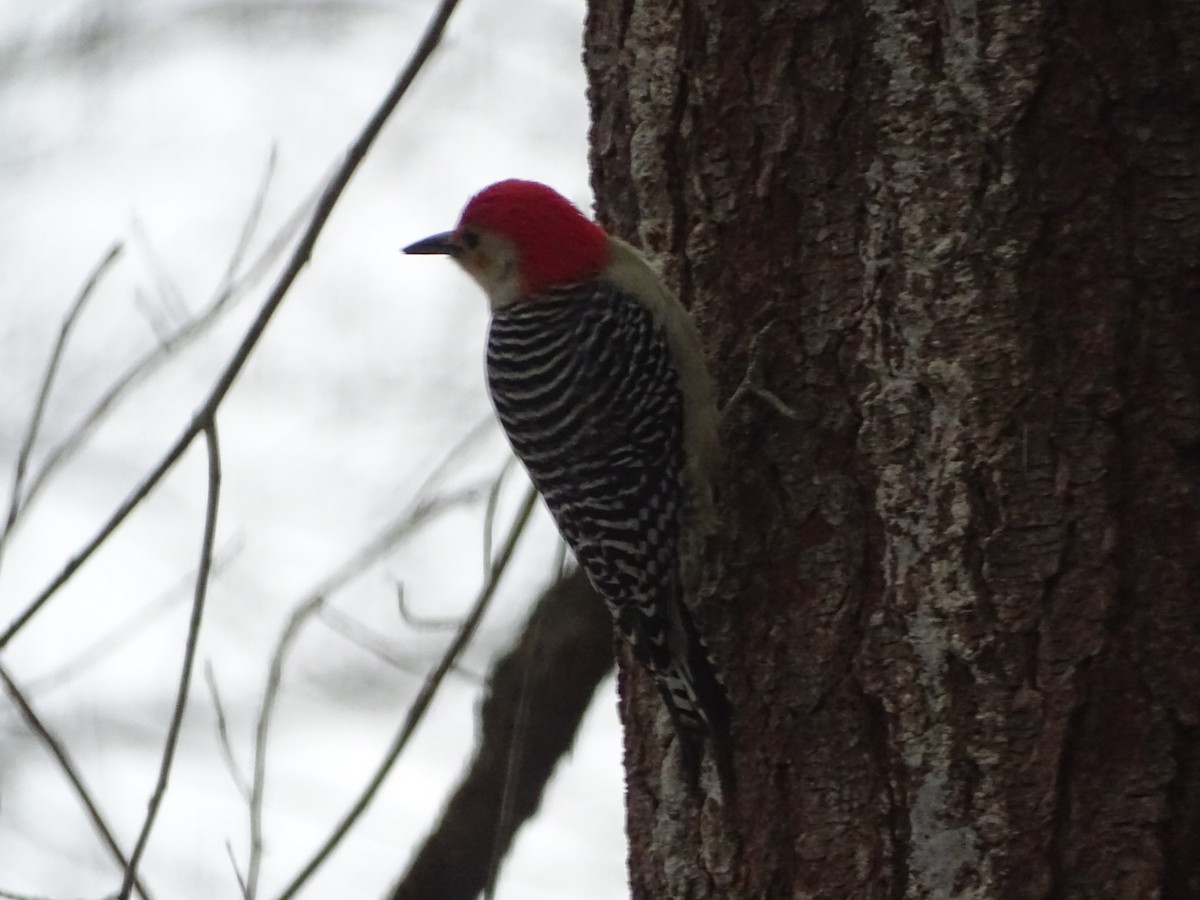 Red-bellied Woodpecker - Diane Waswick