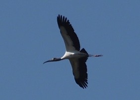 Wood Stork - Rob Worona