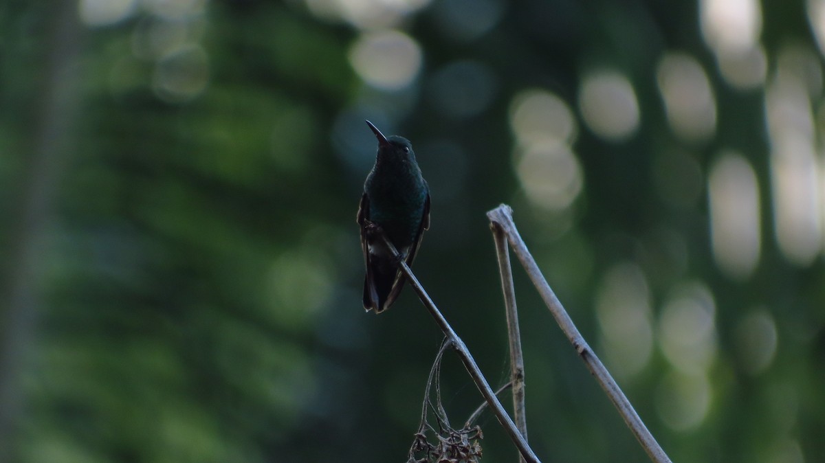 Steely-vented Hummingbird - Jorge Muñoz García   CAQUETA BIRDING