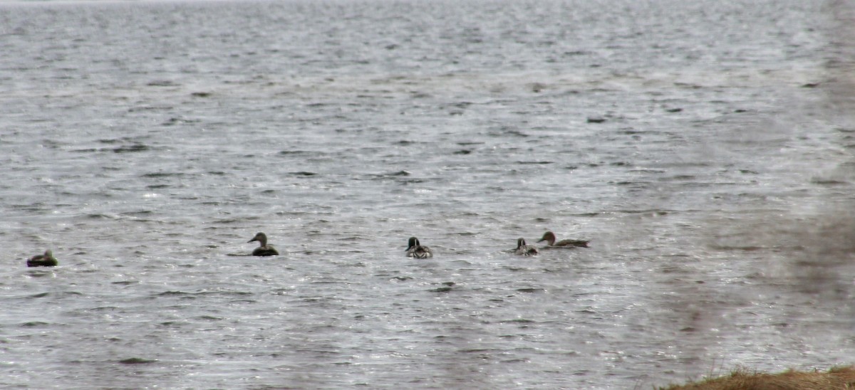 Northern Pintail - Clark Sollows