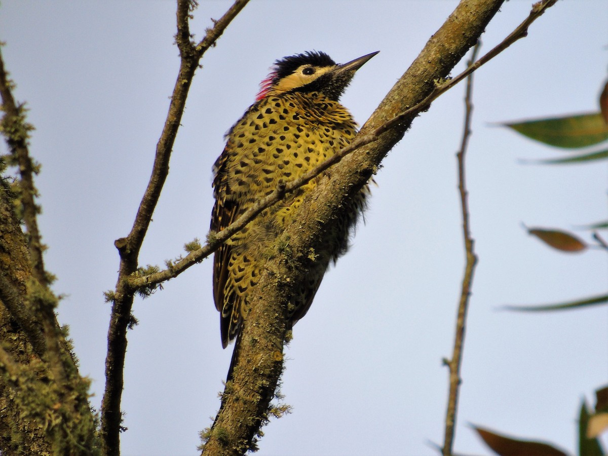 Green-barred Woodpecker - ML86671881