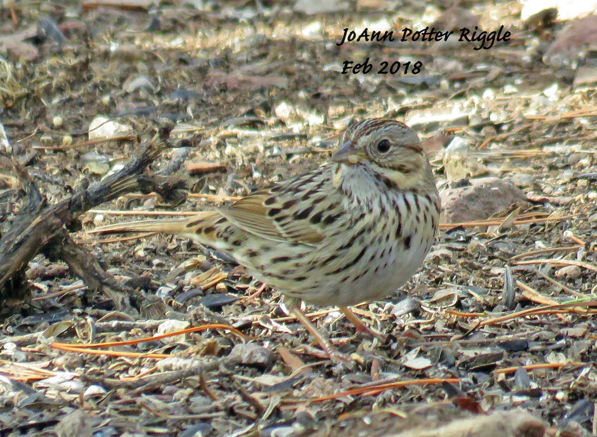 Lincoln's Sparrow - JoAnn Potter Riggle 🦤