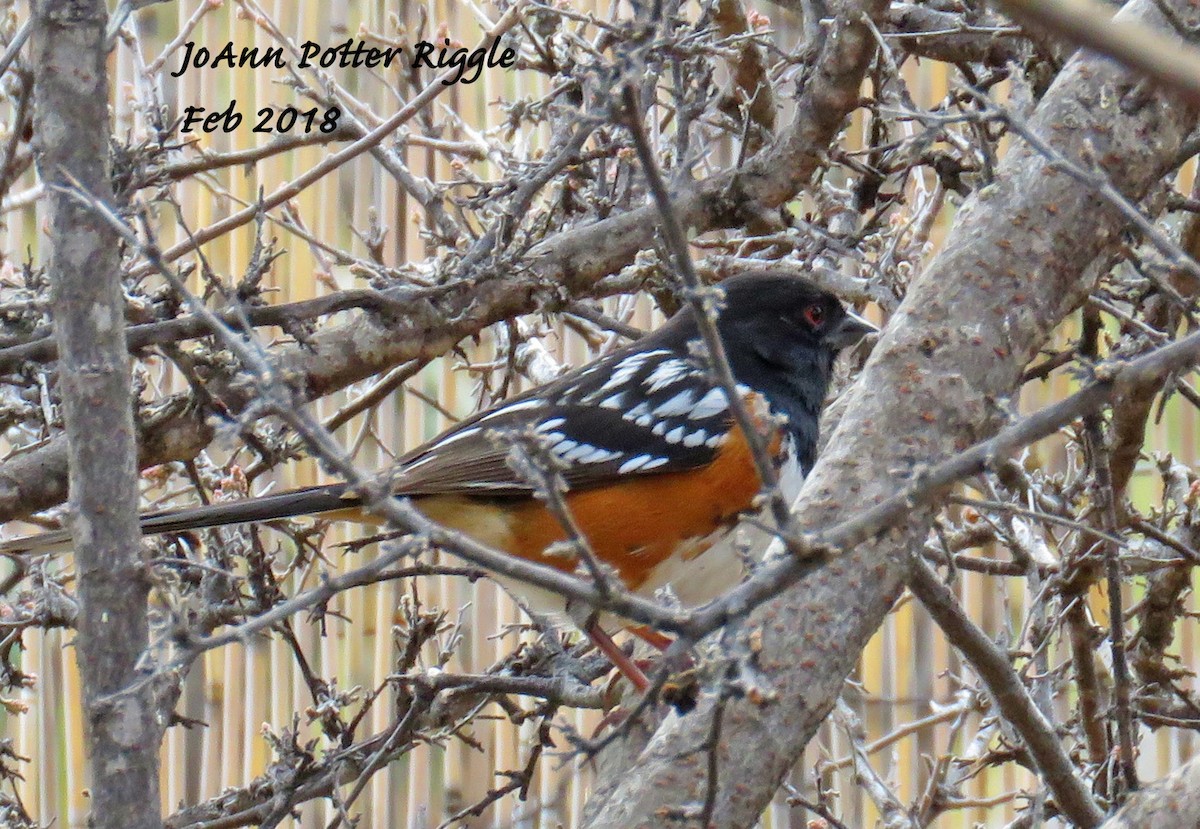 Spotted Towhee - JoAnn Potter Riggle 🦤