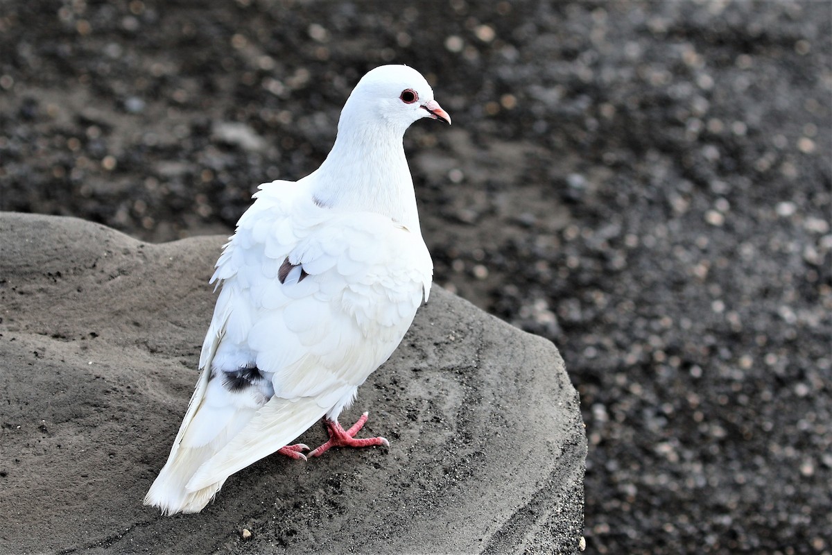 Rock Pigeon (Feral Pigeon) - Joshua Rudolph