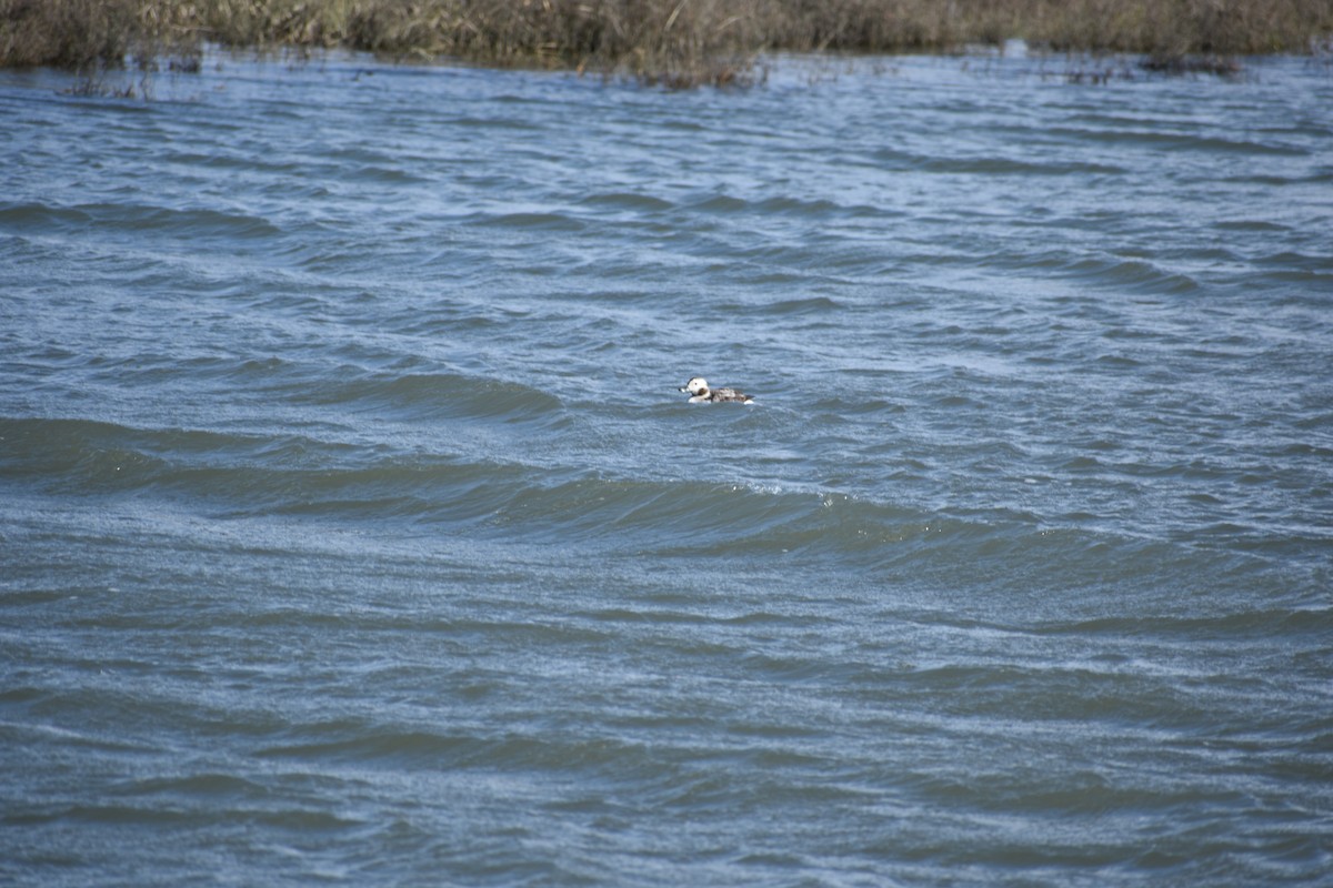 Long-tailed Duck - ML86678941